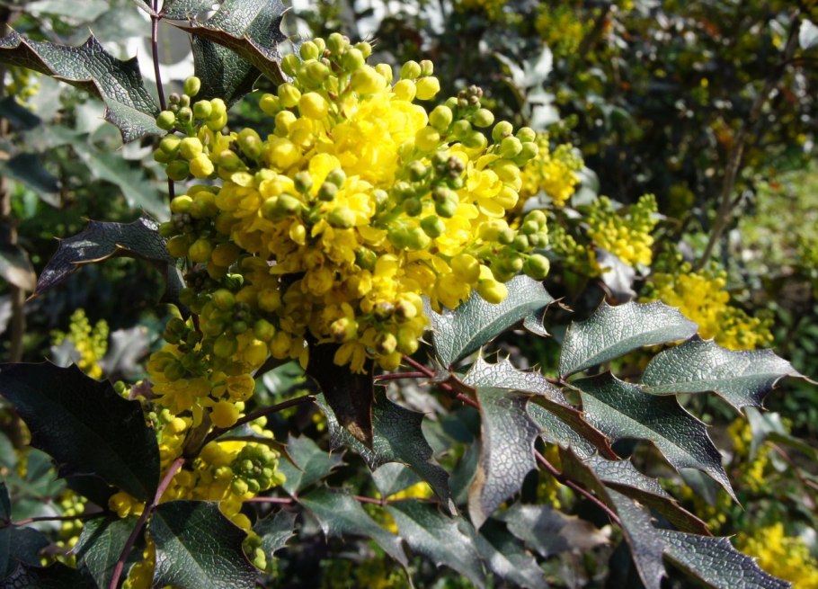 Магнолия падубалистная