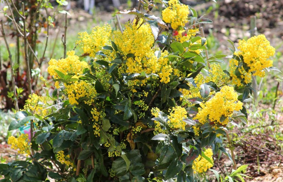Магония падуболистная куст