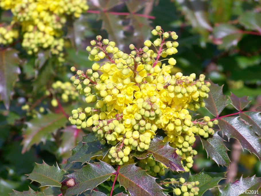 Падуб остролистный Магония
