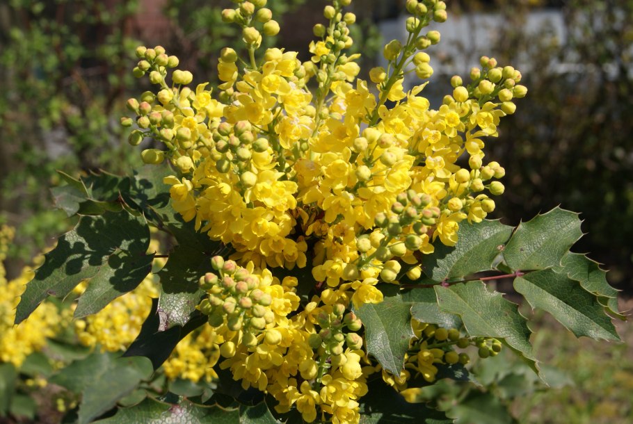 Магония падуболистная (Mahonia aquifolium)