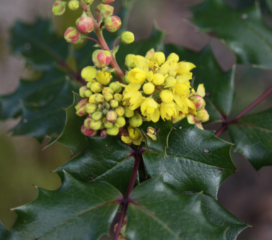 Магония падуболистная в миксбордере