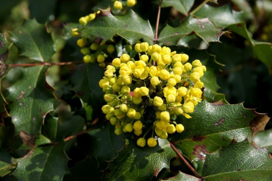 Магния поддуболистная