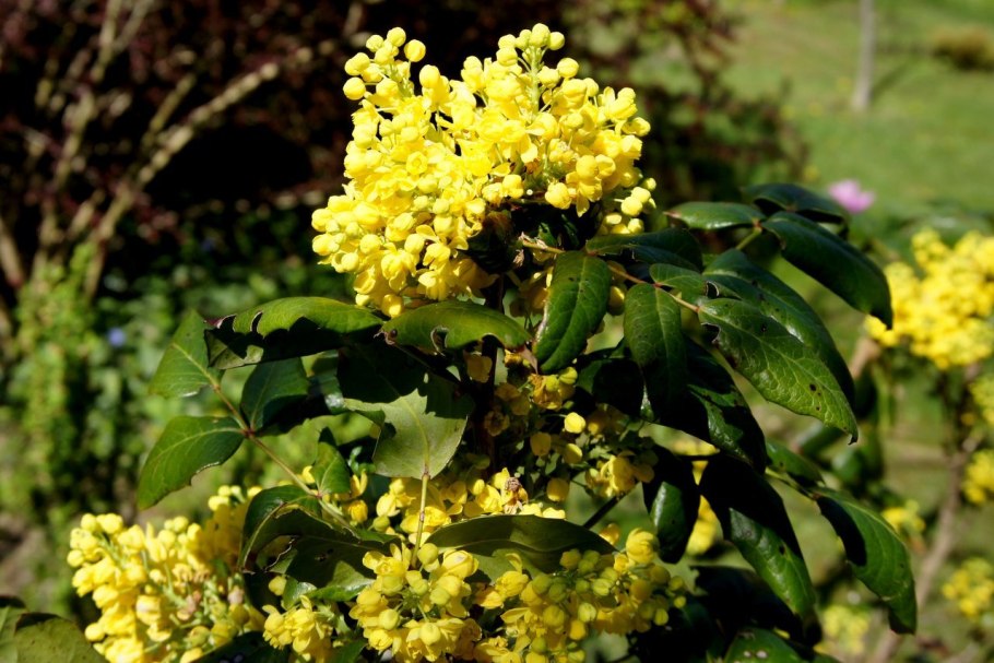 Магония аквифолиум