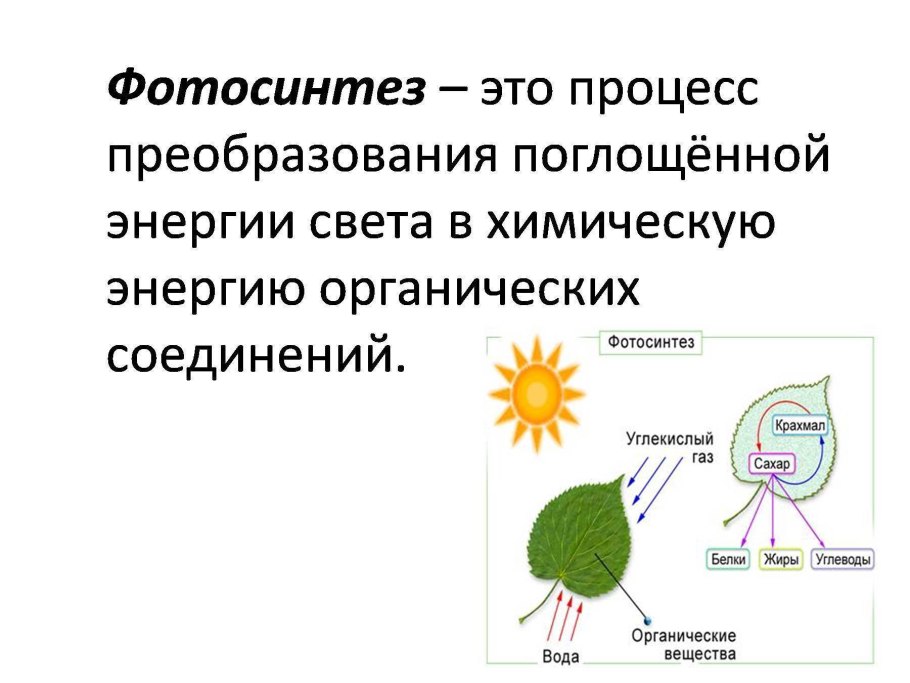Фотосинтез это в биологии