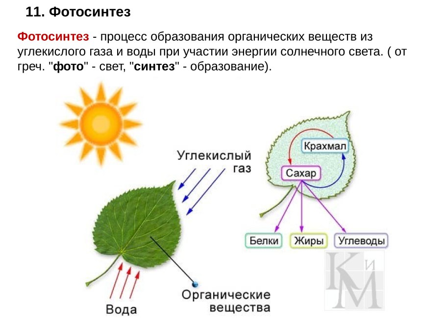 Воздушное питание растений фотосинтез