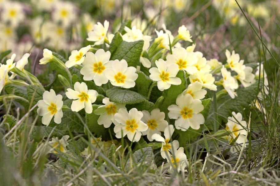 Примула первоцвет