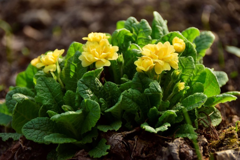 Примула Примроуз