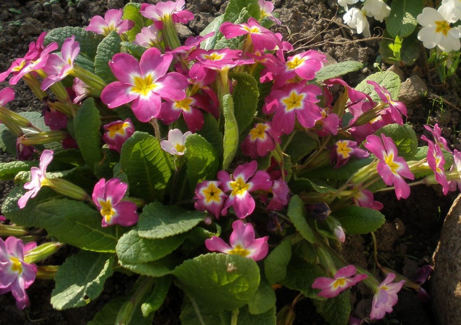 Примула обыкновенная. (Primula vulgaris)