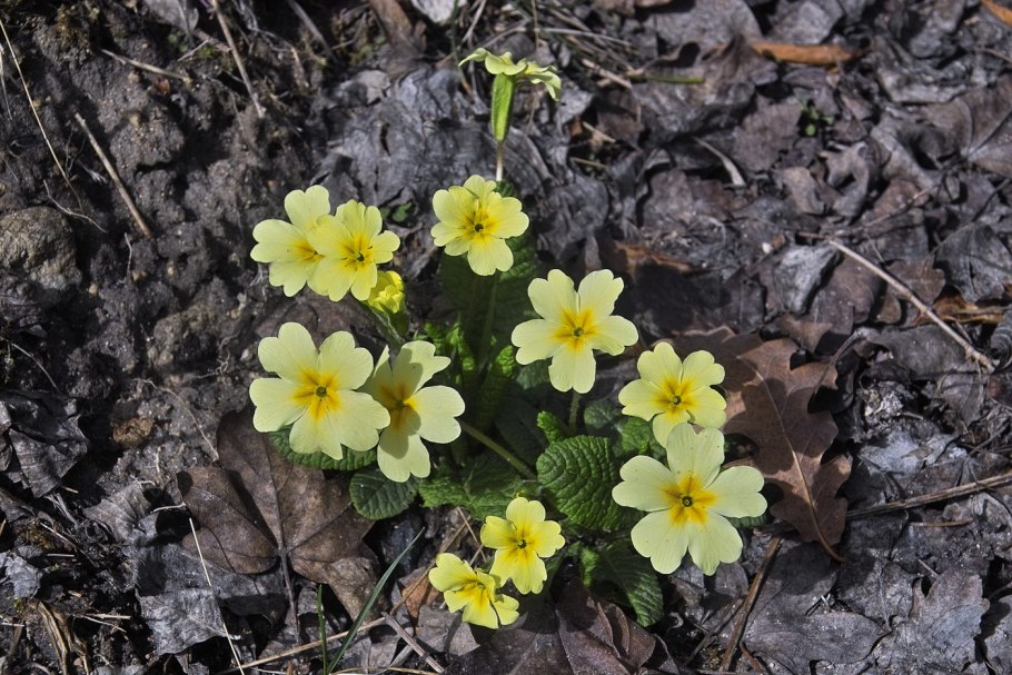 Примула обыкновенная. (Primula vulgaris)