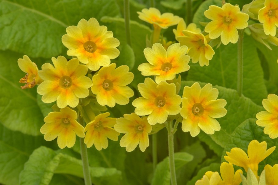 Примула обыкновенная Yellow