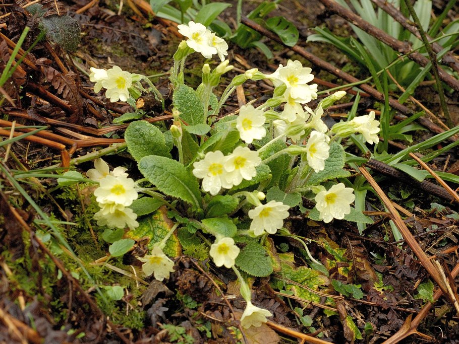Примула обыкновенная первоцвет весенний