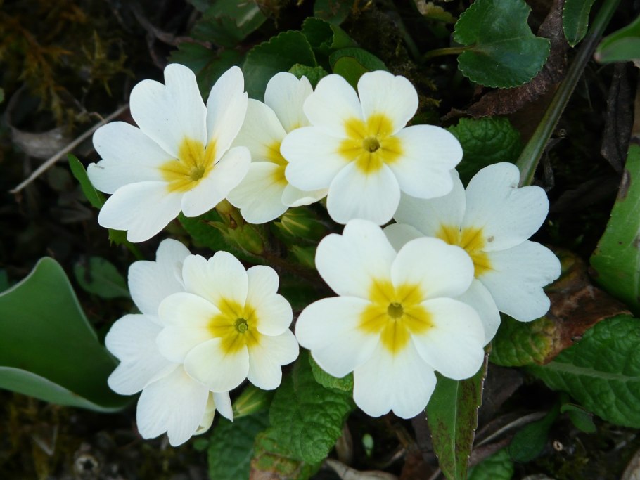 Примула обыкновенная. (Primula vulgaris)