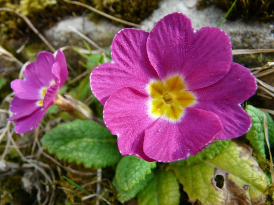 Примула обыкновенная. (Primula vulgaris)