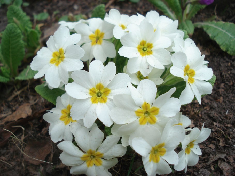 Примула обыкновенная