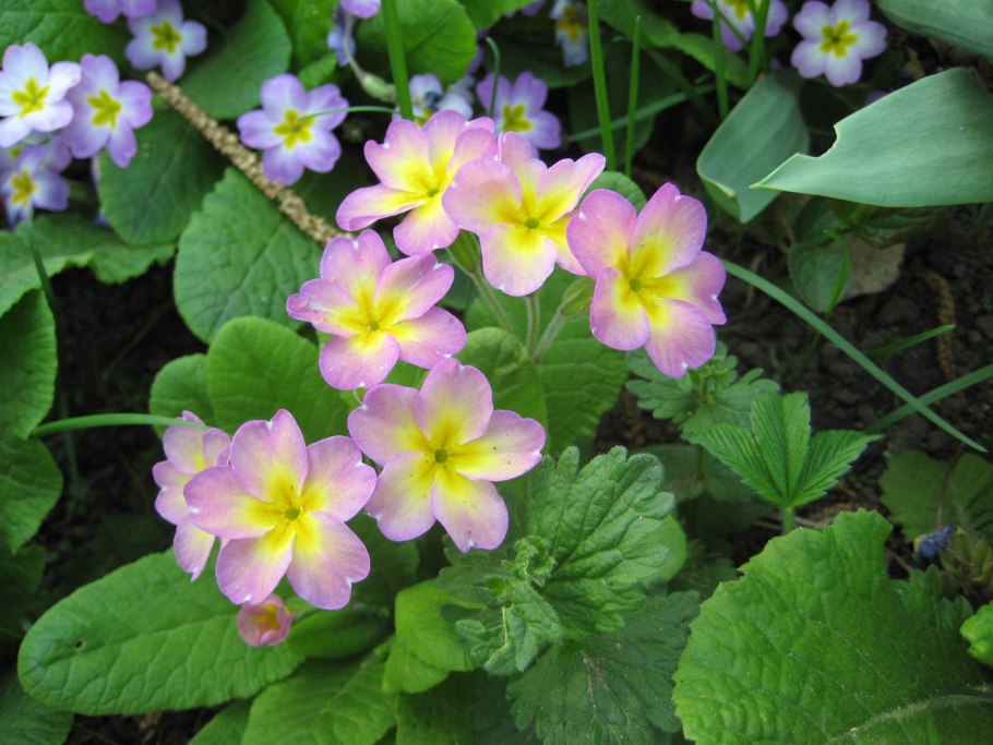 Примула обыкновенная Джек лэд