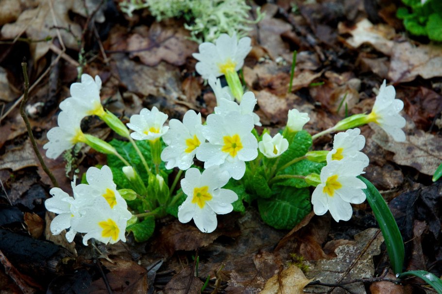 Примула Крещендо