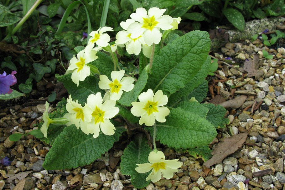 Примула вульгарис
