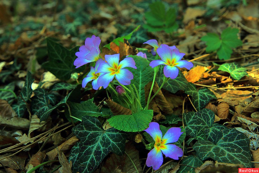 Примула прямостоячая