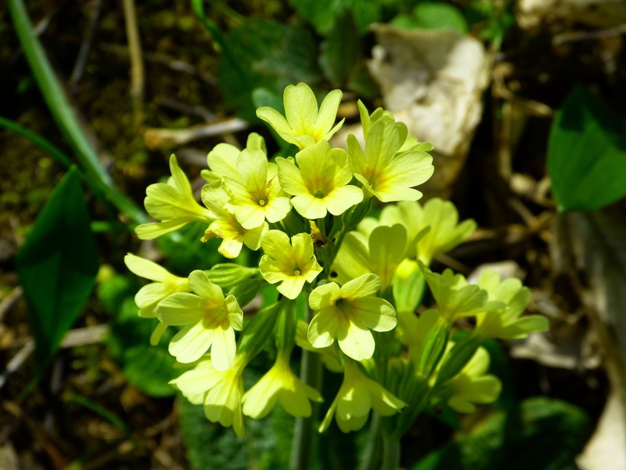 Примула обыкновенная Вирджиния