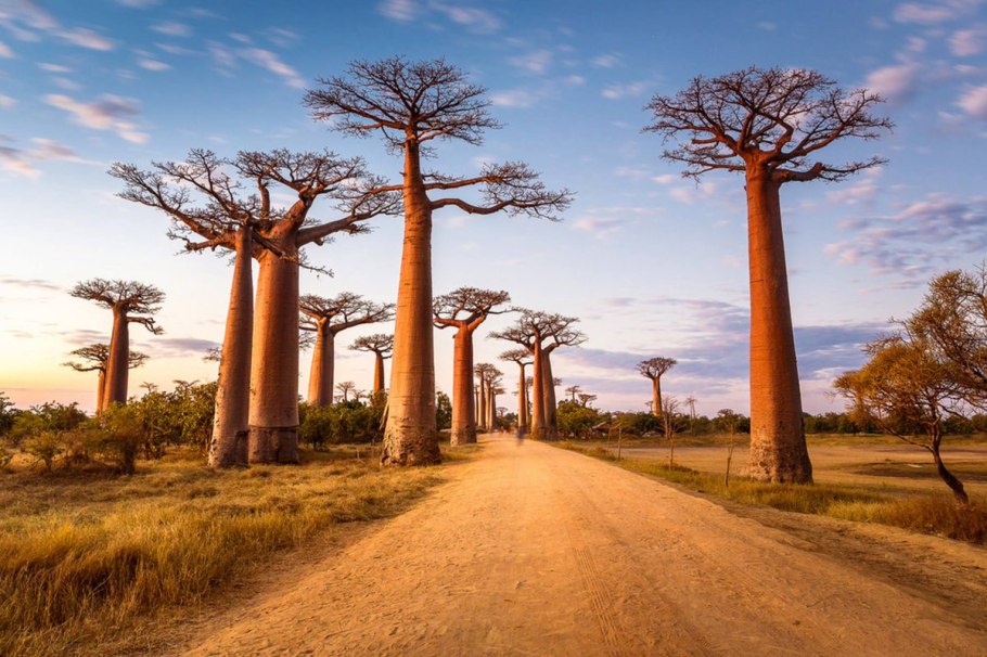 Баобаб в саванне