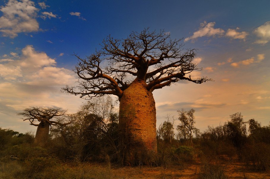 Баобаб в саванне Африки