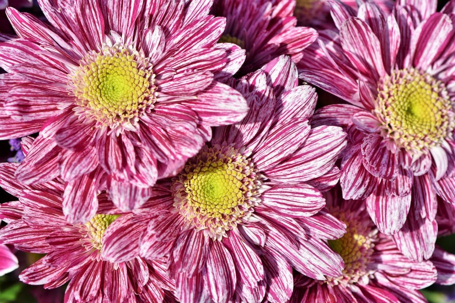 Астра итальянская (Aster amellus)