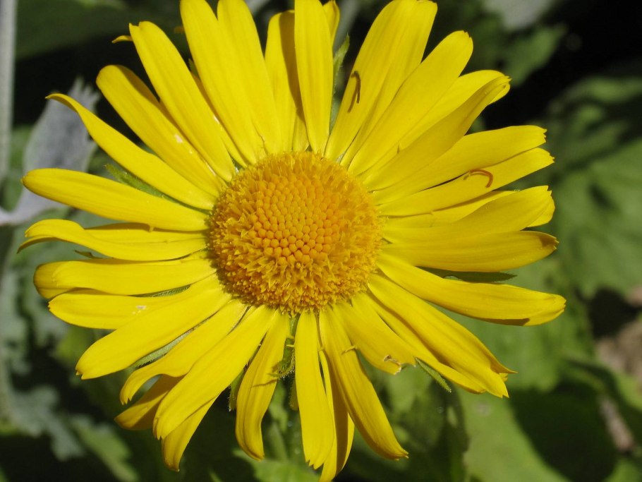 Астровые (Asteraceae)