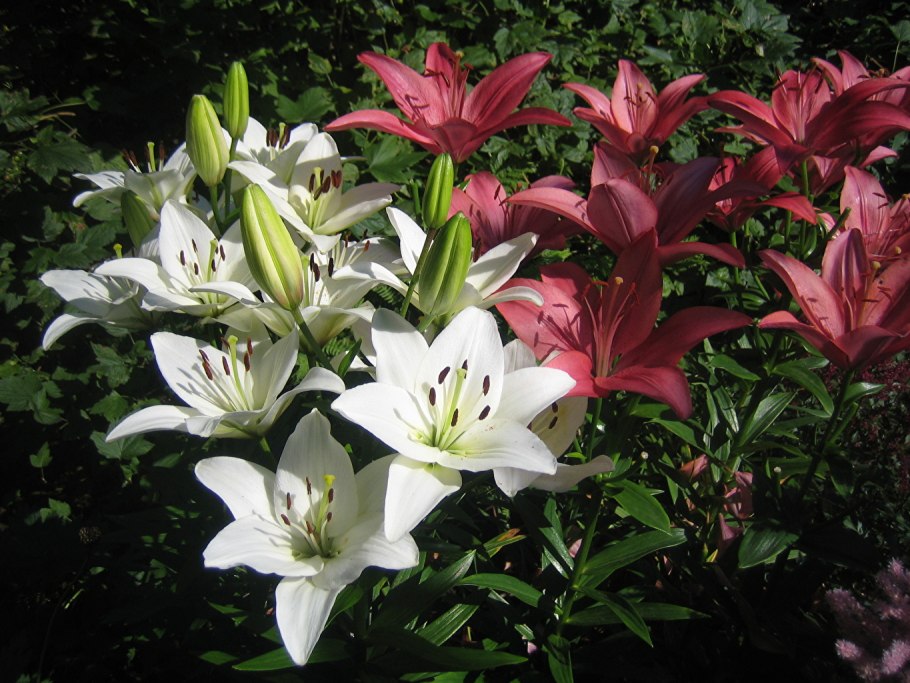 Лилия сорт Пикассо