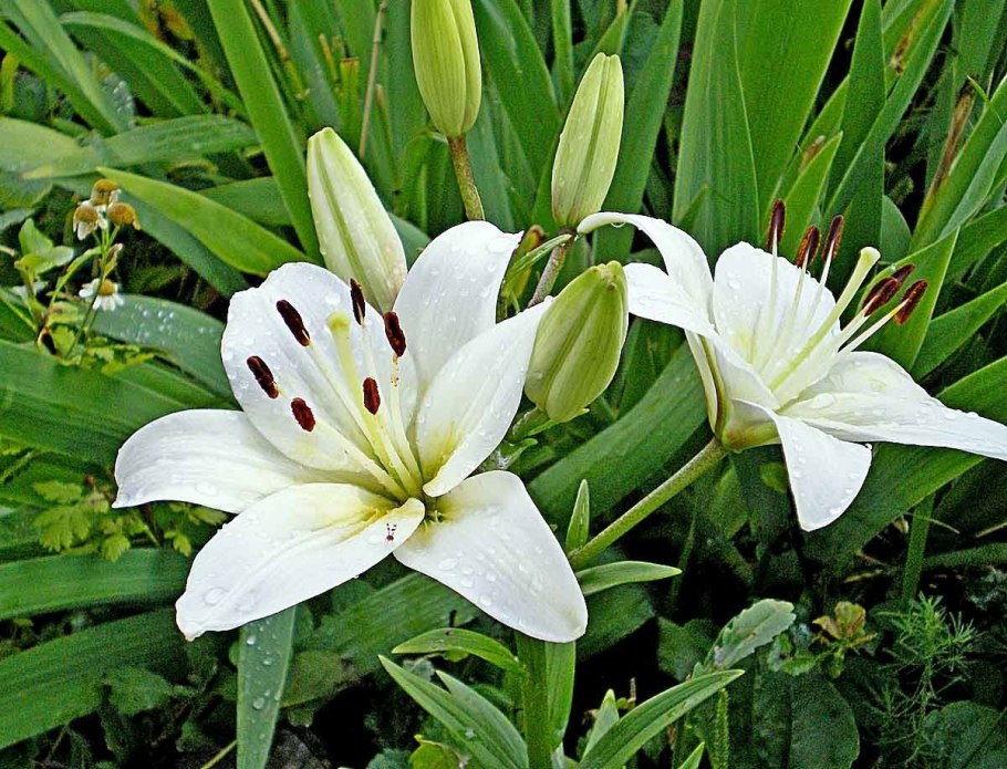 Лилия Луговая белая