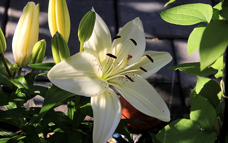 Лилия Лотус Пьюр