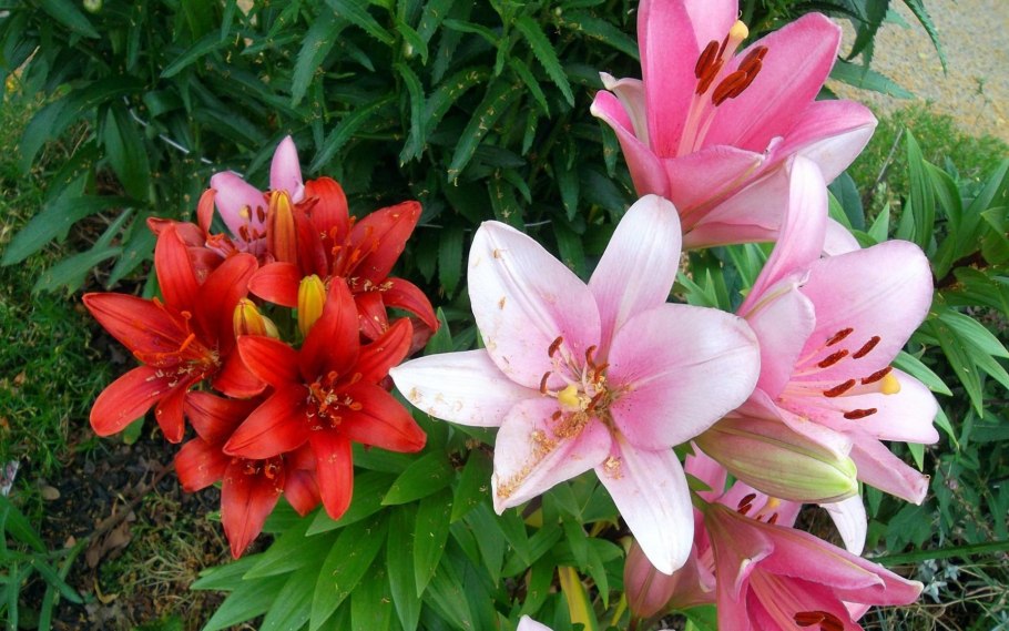 Семейство Лилейные Лилия