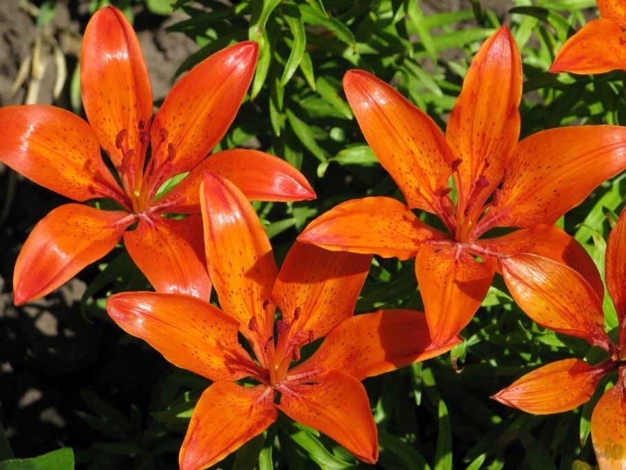 Лилия цветок садовый