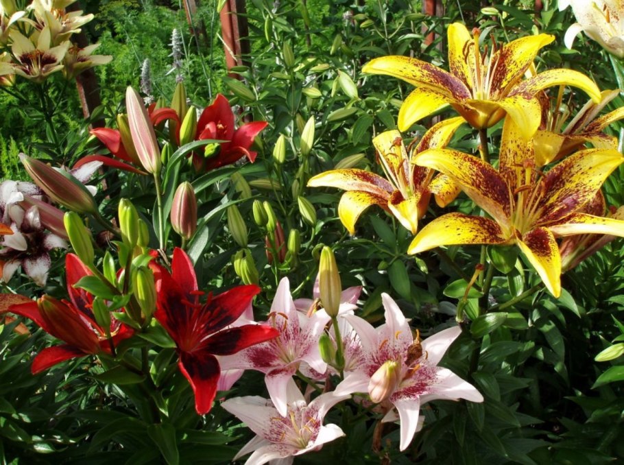 Лилия садовые многолетние