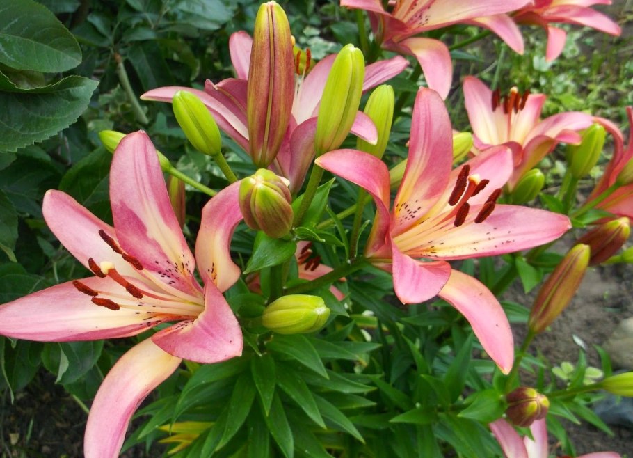 Лилия сорт Fremont Фремонт