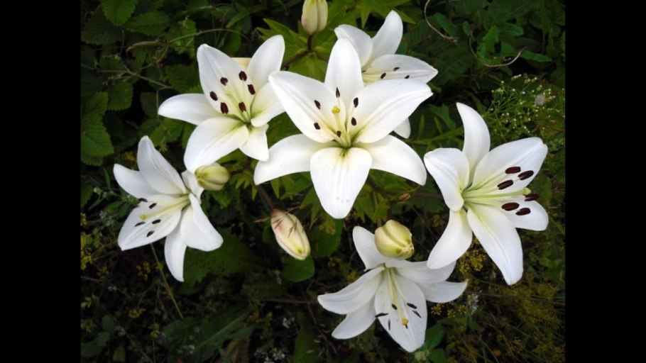 Лилия азиатская Навона белая