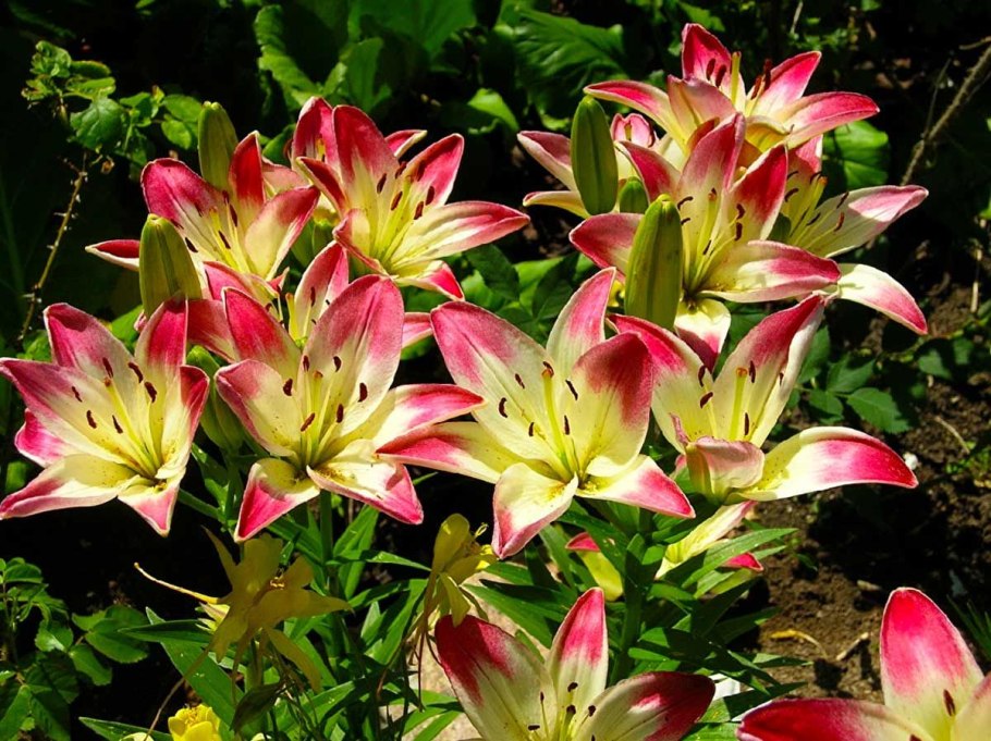 Луковичные многолетники Лилия