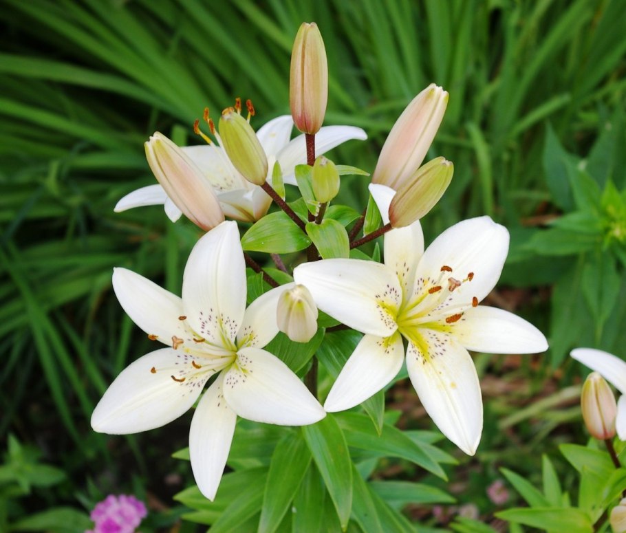 Лилия азиатская Инувик