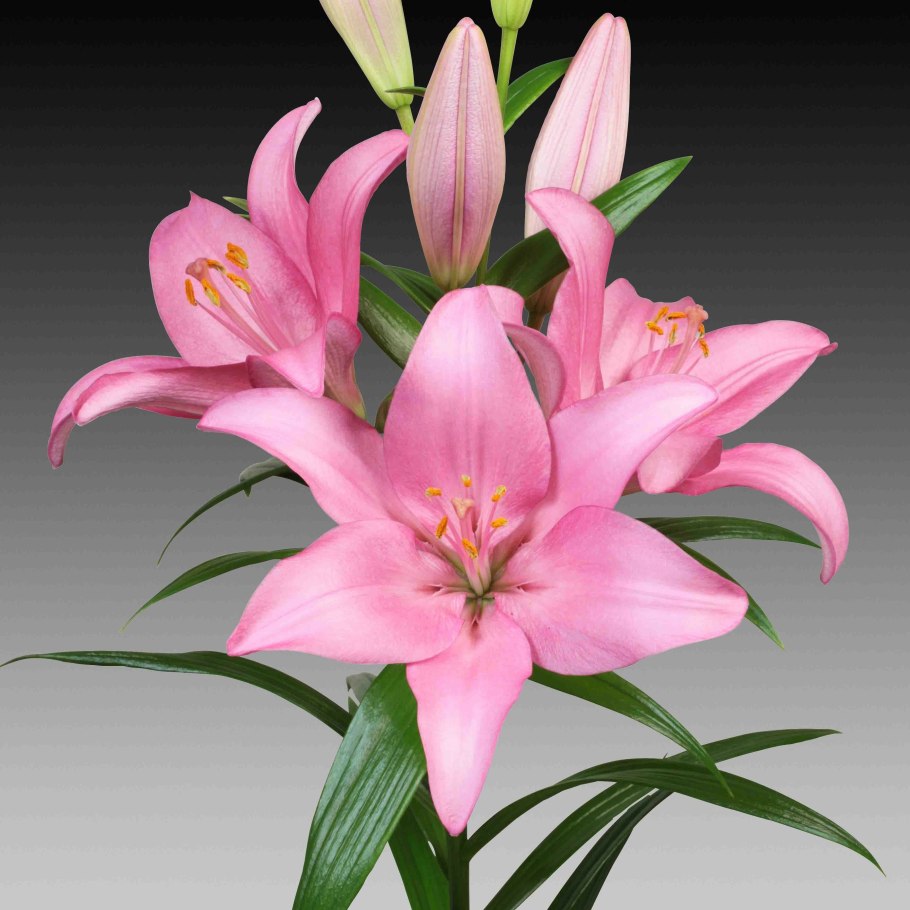 Лилия ла-гибрид Brindisi