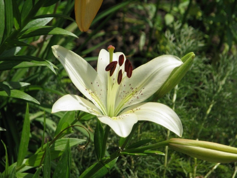 Лилия белая Садовая