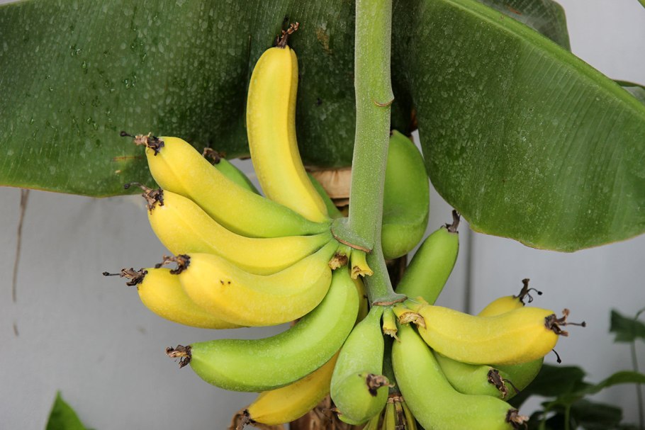 Банановое дерево комнатное растение