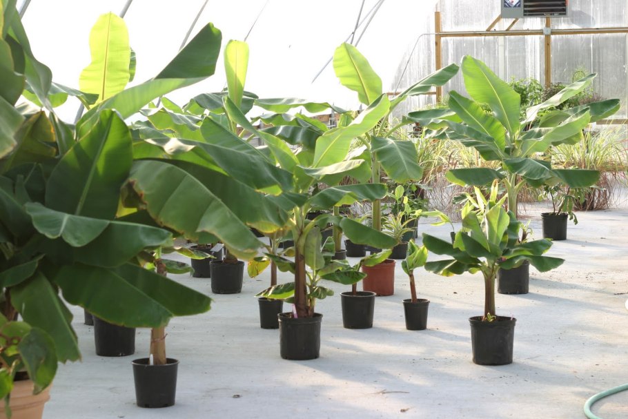 Банановая Пальма Росток