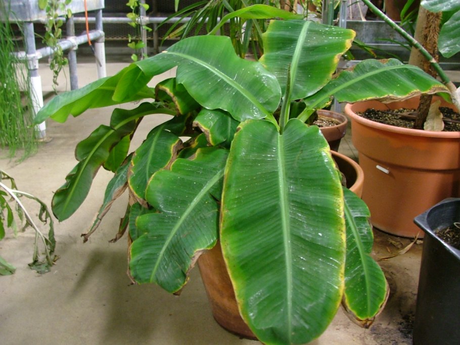 Карликовый комнатный банан