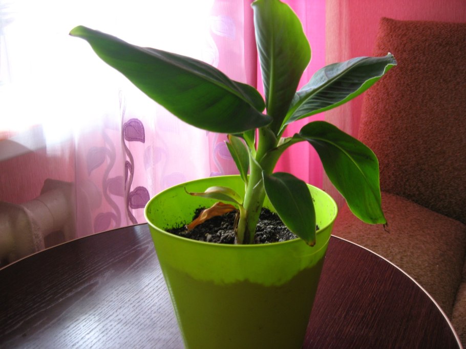 Росток бананового дерева