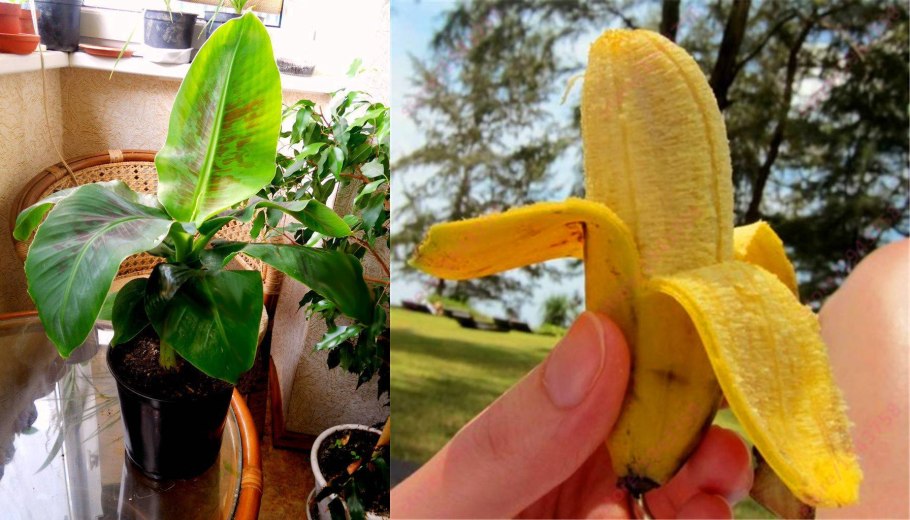 Энсета абиссинский банан