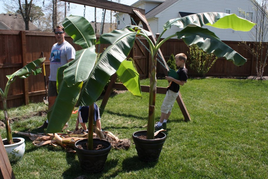 Кисть бананов