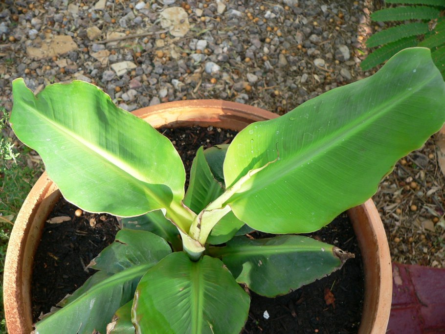 Банан декоративный Пигмей