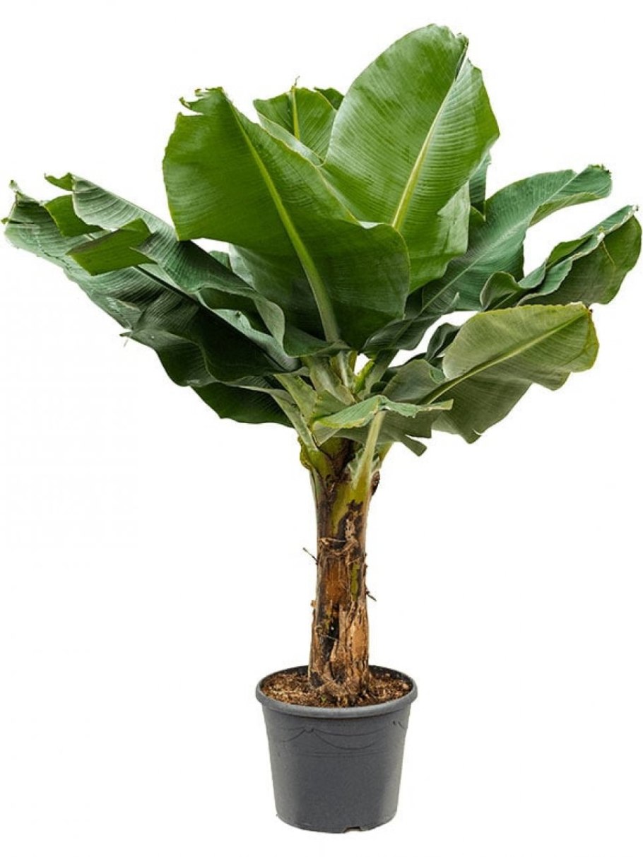 Банан Киевский карлик