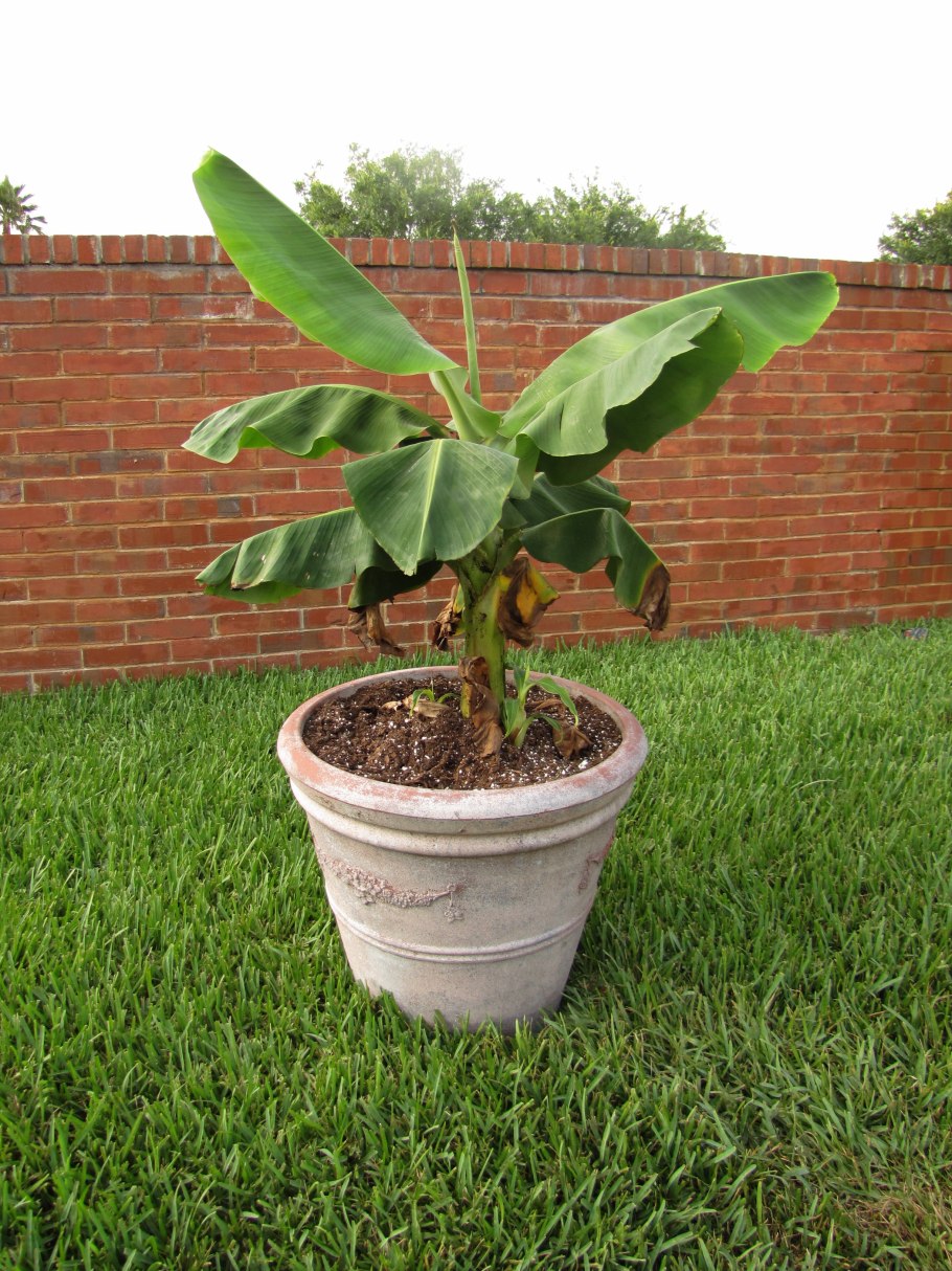 Банан декоративный Пигмей