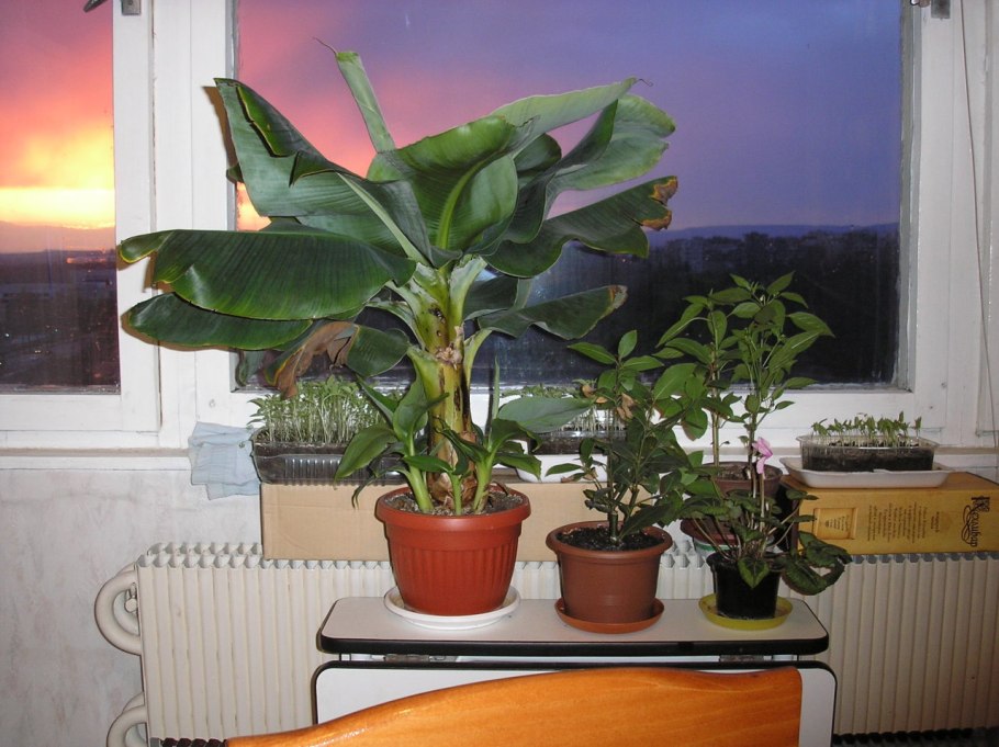 Росток карликового банана