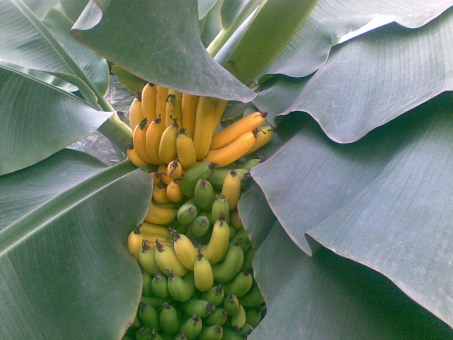 Банан киевский суперкарлик